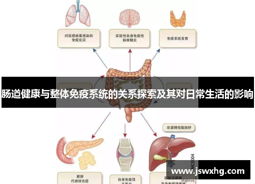 肠道健康与整体免疫系统的关系探索及其对日常生活的影响