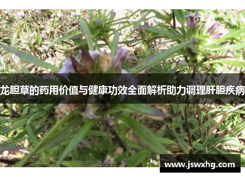 龙胆草的药用价值与健康功效全面解析助力调理肝胆疾病