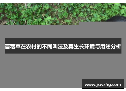 苜蓿草在农村的不同叫法及其生长环境与用途分析